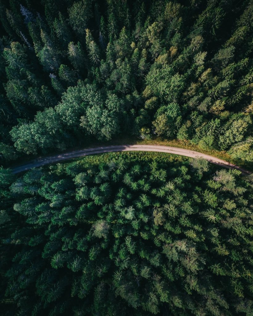 aerial shot of road surrounded by green trees